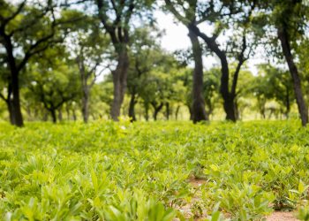 Mim Traditional Council promotes Sustainable Land Management in Ahafo Mim