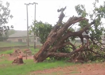 A/R: Okomfo Anokye’s 300-year-old cola tree cut down by unknown perpetrators at Feyiase