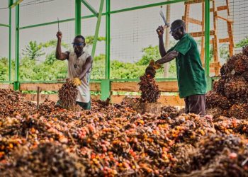 Over 300,000 farmers and refinery workers risk losing jobs due to vegetable oil smuggling