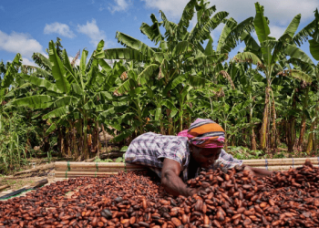 Producer Price of cocoa up by 58%