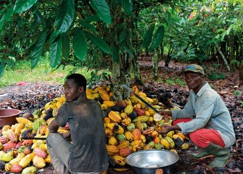 Cocoa farmers unhappy with COCOBOD over 58% increment in producer price