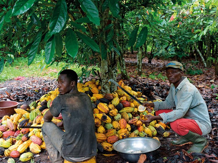 Cocoa farmers unhappy with COCOBOD over 58% increment in producer price