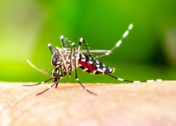E/R: DCEs in Akyemansa bloc worried about new strain of mosquitoes