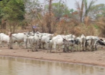 Asubuasu farmers protest against Fulani herdsmen