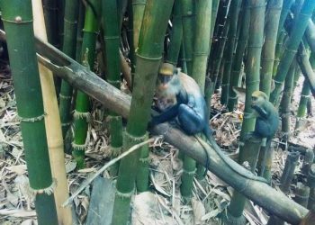 B/R: Duasidan Monkey Sanctuary faces neglect