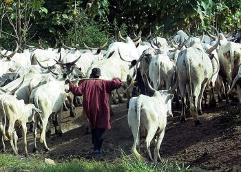 B/R: Namasua Queen Mother calls for action against Fulani herdsmen invasion