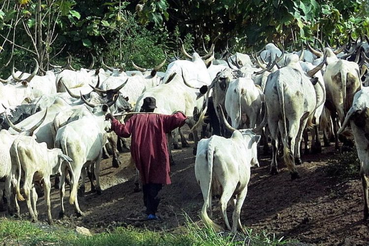 B/R: Namasua Queen Mother calls for action against Fulani herdsmen invasion