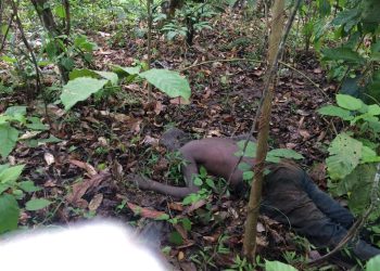 Elderly man dies after severe bee attack at Juaboso Nkwanta