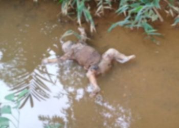 E/R: 13-month-old baby found dead in river at Abepotia