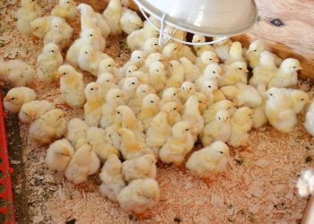 Gov’t begins procurement process of chicks for ‘Nkoko nketenkete’ initiative