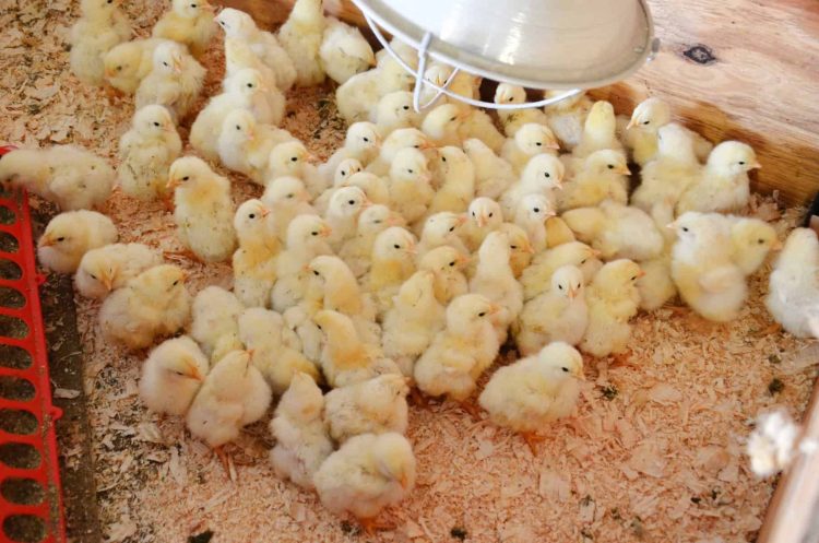 Gov’t begins procurement process of chicks for ‘Nkoko nketenkete’ initiative