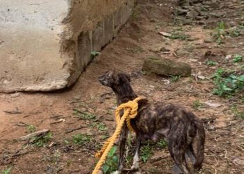 E/R: Fire officers rescue dog from 10.5 – meter pit at Begoro
