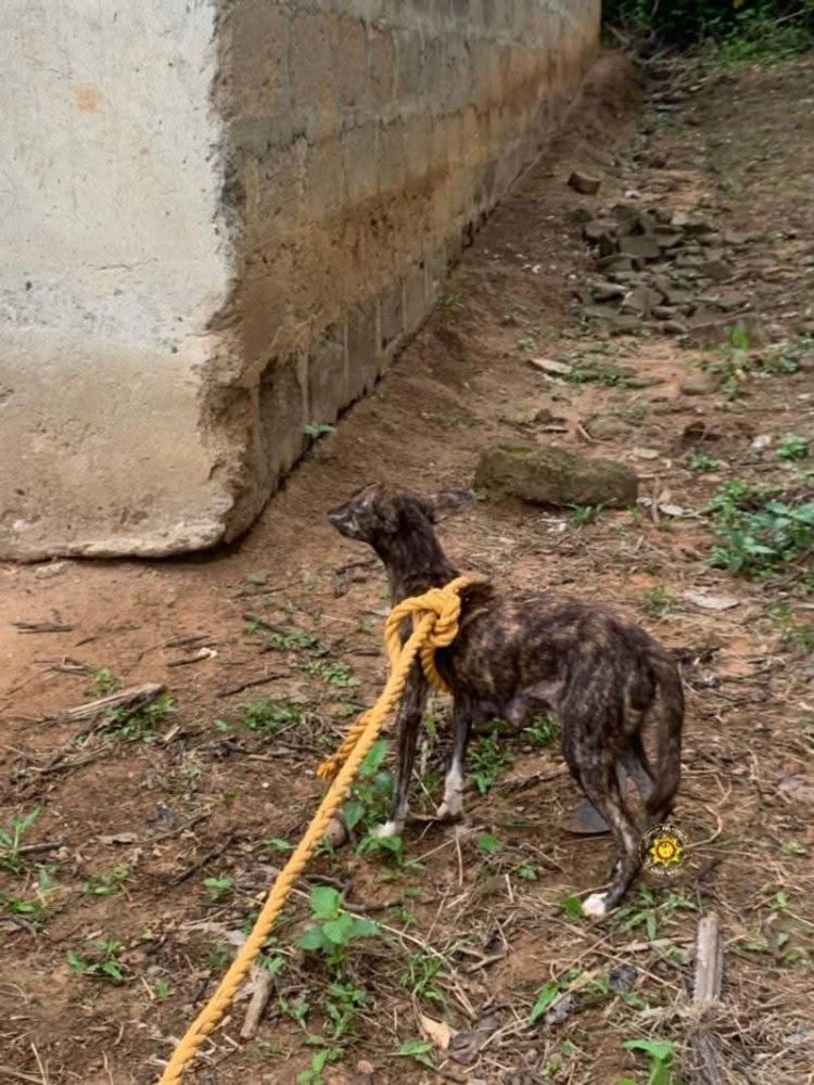 E/R: Fire officers rescue dog from 10.5 – meter pit at Begoro
