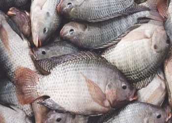 Two fish mongers fined for receiving stolen tilapia