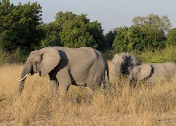 Elephant kills two female tourists in Zambia