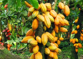Cocoa sector saw significant improvement in late 2024 – IMF