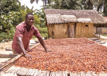 New cocoa price does not reflect Mahama’s 70% promise – Cocoa farmers