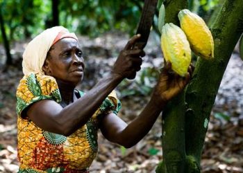 Gov’t reintroduces free cocoa fertilizer programme