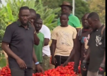 Gov’t buys 1,000 tomato boxes and 2,000 bags of onion from Asante Akim North farmers