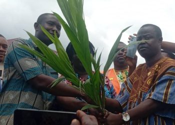 Afigya Kwabre North DCE distributes 12,000 oil palm, coconut seedlings to boost agriculture