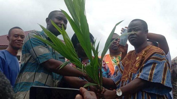 Afigya Kwabre North DCE distributes 12,000 oil palm, coconut seedlings to boost agriculture
