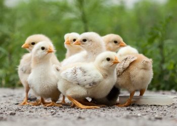 Gov’t to distribute 3 million ‘Nkoko Nketenkete’ in October