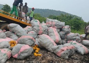 Police destroy 600 sacks of confiscated ‘weed’ valued at ¢4.2bn in Volta Region
